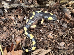 Ensatina eschscholtzii croceater