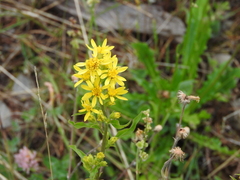 Solidago virgaurea