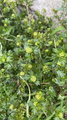 Lepidium didymum