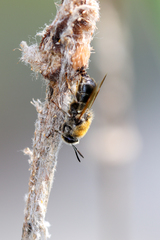 Stratiomys longicornis