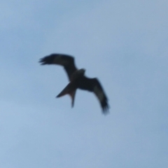 Milvus milvus milvus