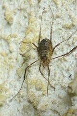 Oligolophus hanseni