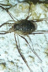 Oligolophus hanseni
