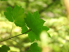 Acer opalus