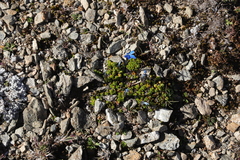 Gentiana bavarica
