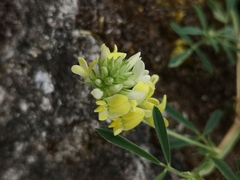 Medicago falcata