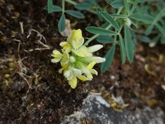 Medicago falcata