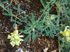 Medicago falcata