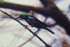 Cinnyris mariquensis