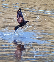 Psalidoprocne pristoptera