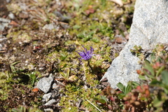 Phyteuma globulariifolium