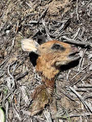 Raphicerus melanotis
