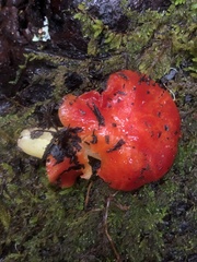 Hygrocybe laetissima