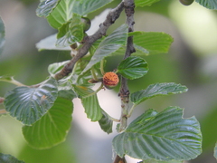 Alnus glutinosa