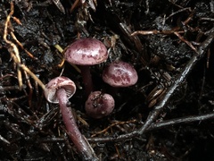 Pseudobaeospora deckeri