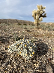 Psathyrotes ramosissima