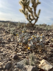 Psathyrotes ramosissima