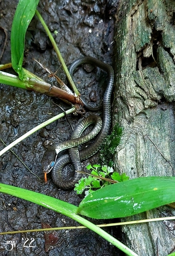 Striped Bronzeback