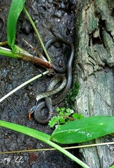 Dendrelaphis modestus