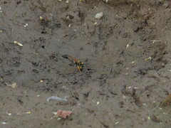 Sceliphron asiaticum
