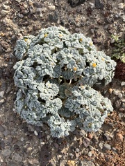 Psathyrotes ramosissima