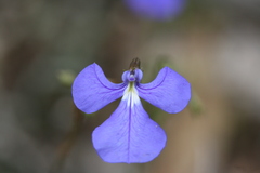 Lobelia tenuior