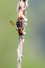 Stratiomys longicornis