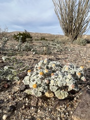 Psathyrotes ramosissima