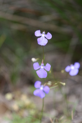 Lobelia tenuior
