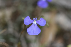 Lobelia tenuior
