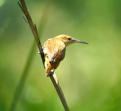 Limnoctites rectirostris