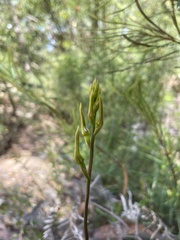 Cryptostylis leptochila