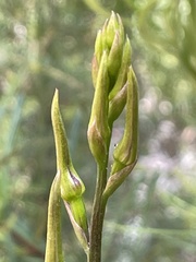 Cryptostylis leptochila