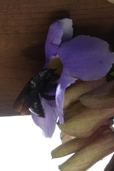 Xylocopa fimbriata