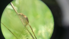 Limnoctites rectirostris