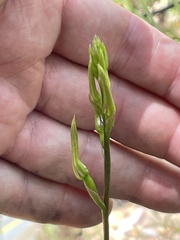 Cryptostylis leptochila