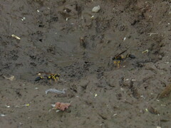 Sceliphron asiaticum