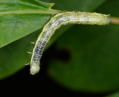 Lithophane antennata