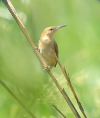 Limnoctites rectirostris