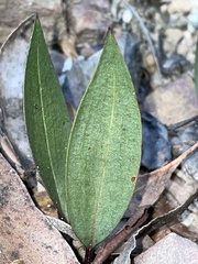 Cryptostylis leptochila