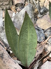 Cryptostylis leptochila