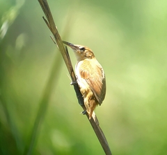 Limnoctites rectirostris
