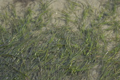 Zostera capensis