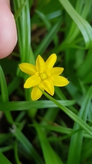 Hypoxis decumbens