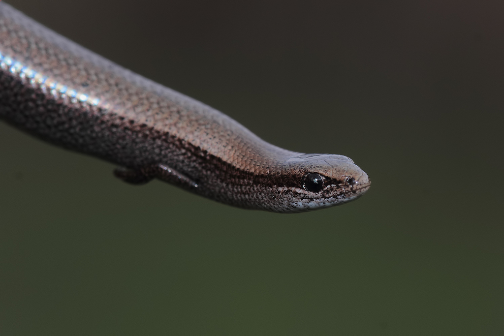 Chernov's Skink