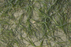 Zostera capensis