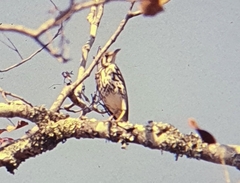 Turdus litsitsirupa