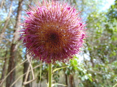 Cirsium ehrenbergii