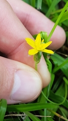 Hypoxis decumbens