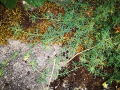 Medicago falcata